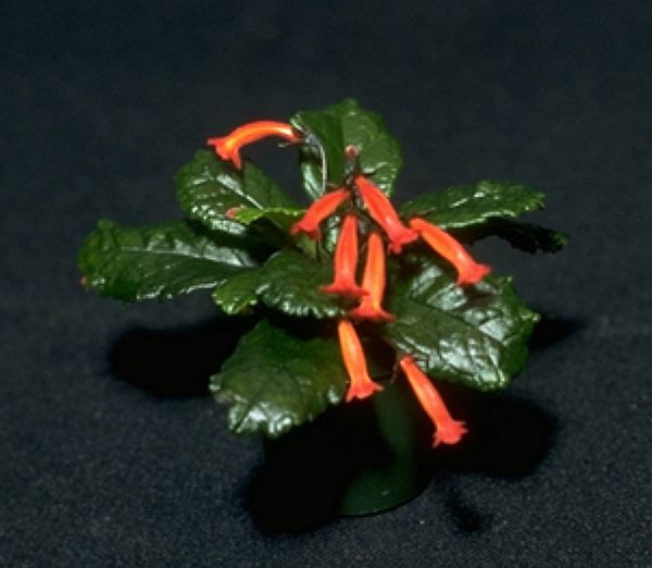 Sinningia